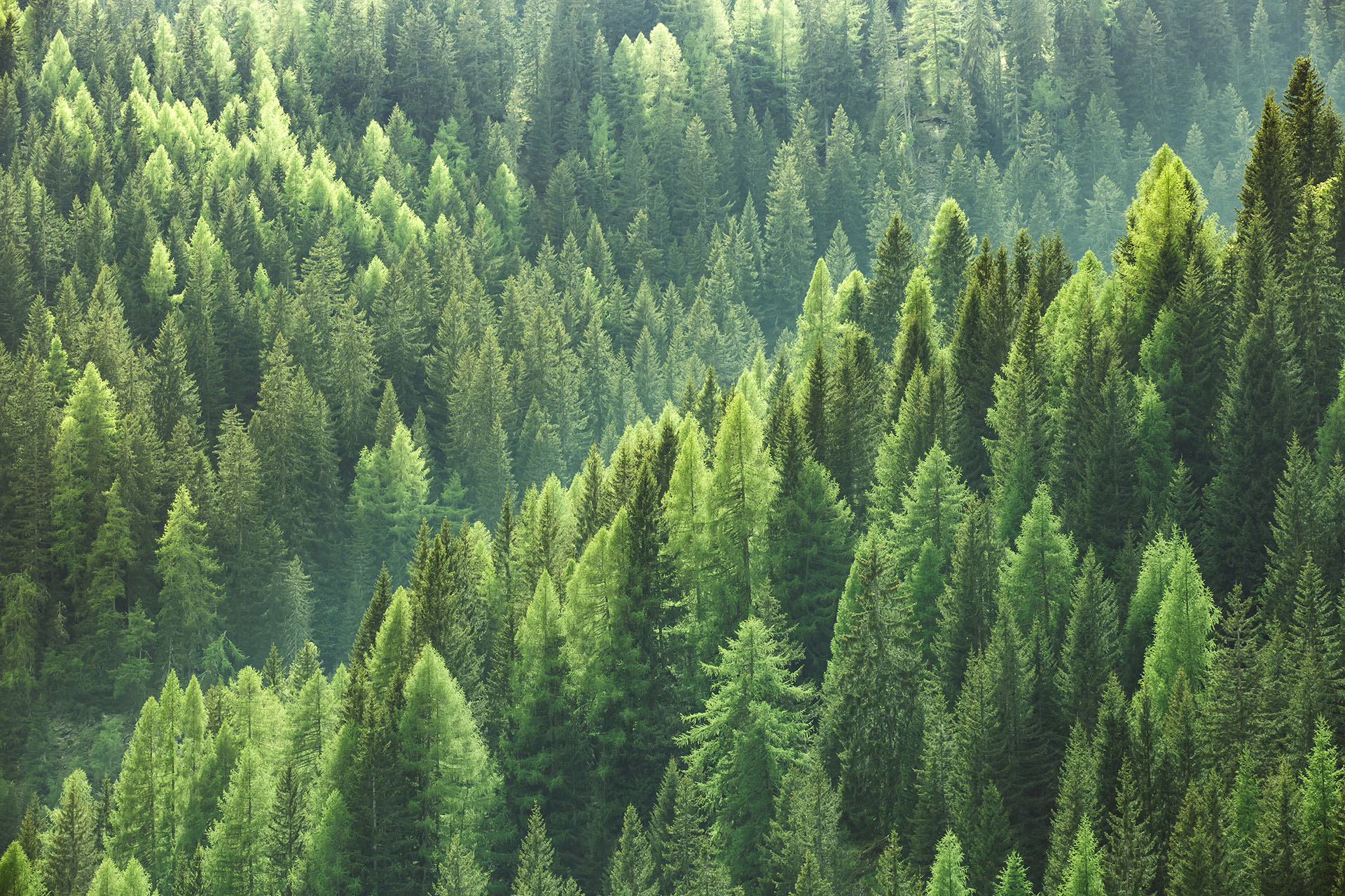 Forêt d'épicéas vue d'en haut