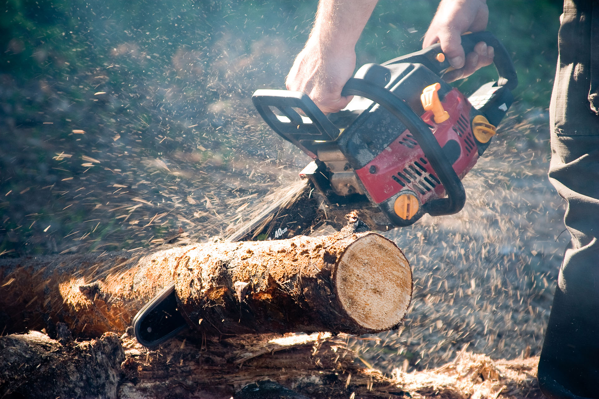 Red chainsaw saws tree trunk