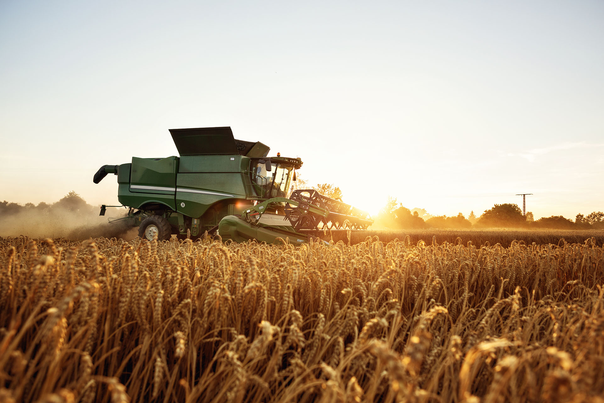 Combine harvester in the wheat field at sunset