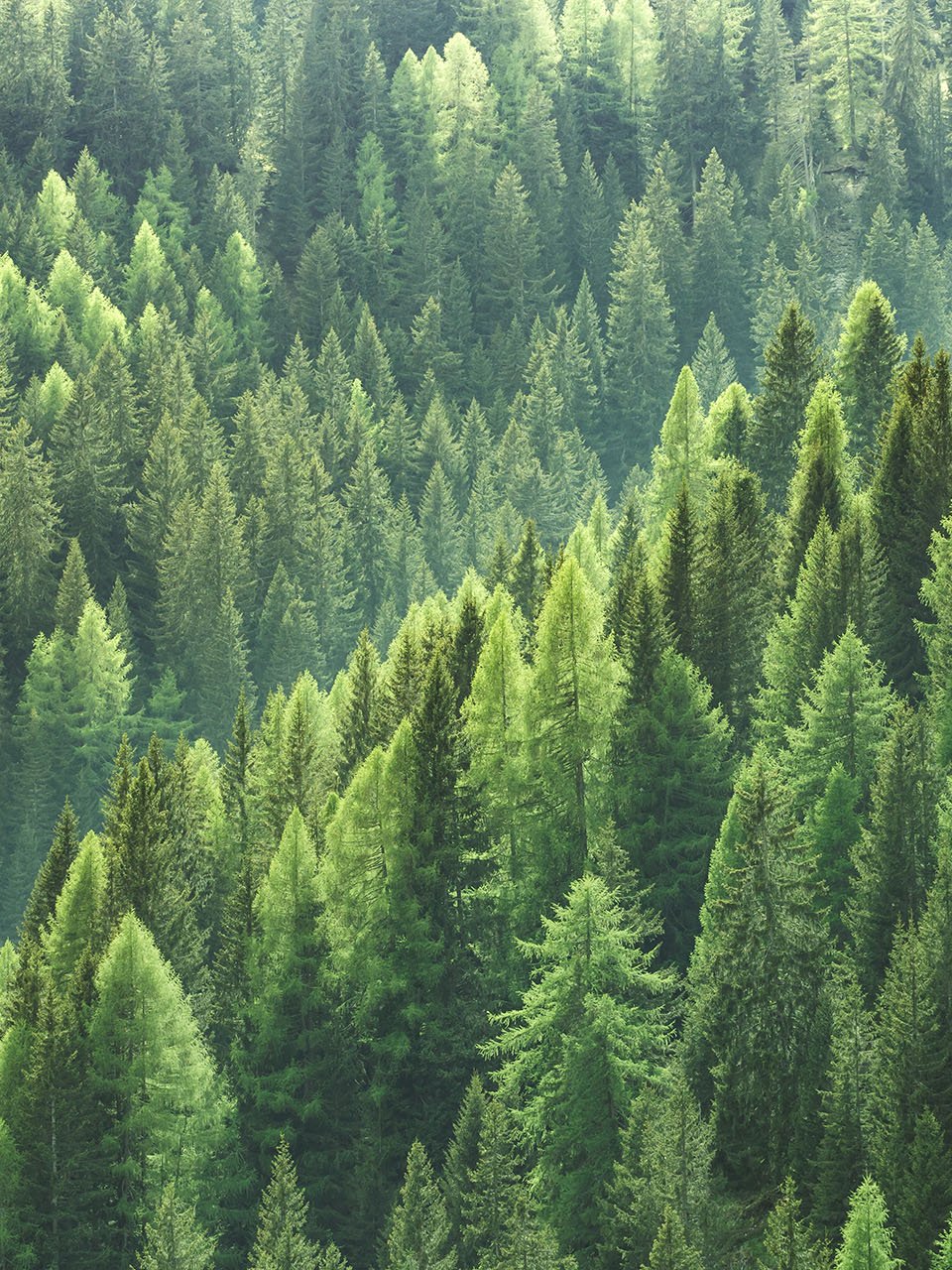 Forêt d'épicéas vue d'en haut