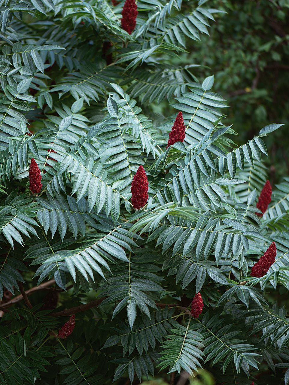 Green plant with partial red leaves